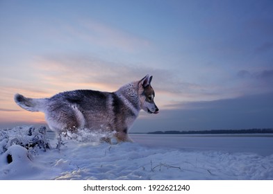 sticking out his tongue out of zeal, a funny puppy runs in the snow along the river bank against the backdrop of sunset 