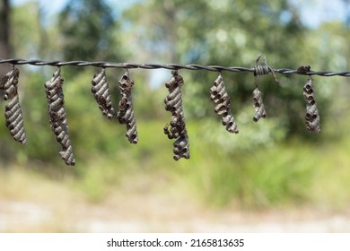 Stick-nest Brown Paper Wasp (Ropalidia Revolutionalis) Colony Hanging In Strings On A Barbed Wire Fence In Queensland,Australia.