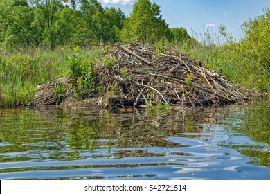 Sticks of a European Beaver (Castor fiber) lodge on forest lake, Pskov region, Russia