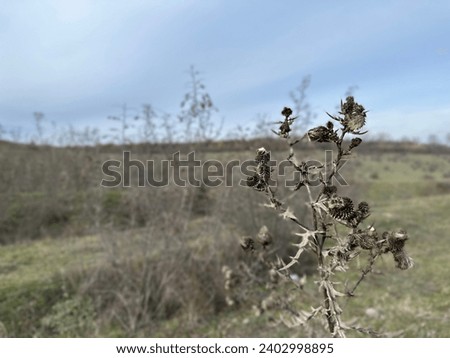 Sticky dried plant close up in the lawn background autumn. Branch of the dry grass. Outdoor in brown colors. Thorns dry plant in sunlight in a field in autumn season. Poster mock-up. Non-urban scene