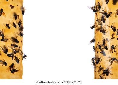 Sticky flypaper with glued flies, trap for flies or fly-killing device. On white background with copyspace. Also known as fly strip or fly ribbon