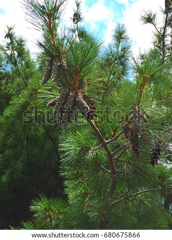 Sticky, Icky Sap Pine Trees.