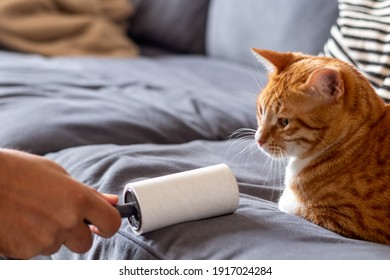 Sticky Lint Roller On Fabric Furniture Removing Cat Hairs.  Hair Remover.