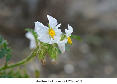 Sticky nightshade flowers - Latin name - Solanum sisymbriifolium