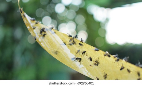 fly glue trap