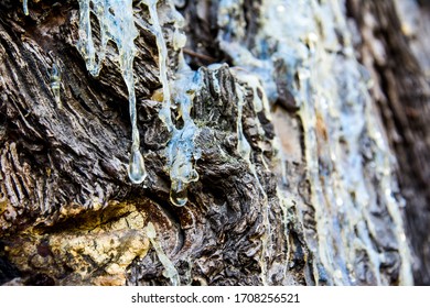 Sticky Sap On Pine Tree Closeup 