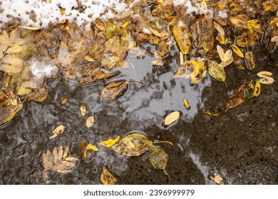 Stiff frozen puddle with bright yellow fallen autumn leaves on asphalt covered by first early snow. Natural change weather conditions. Seasonal transition. Top view. Horizontal format. - Powered by Shutterstock