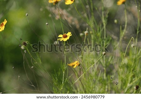 Stiff greenthread flowers with blurred background in Texas wildflower field during spring season.