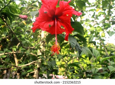 Stigma, Stamens, free stigmas and free Anthers from The crown of the Hibiscus flowering plant or "hibiscus", or rose mallow, hardy hibiscus, rose of sharon, and tropical hibiscus.