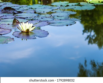 Still blue water and white water lily in the pond