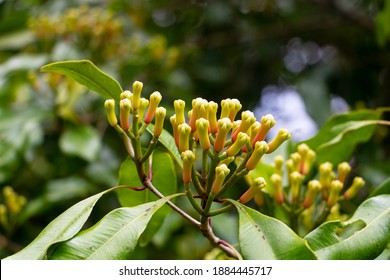 Still Closed Flower Buds Of The Clove Tree