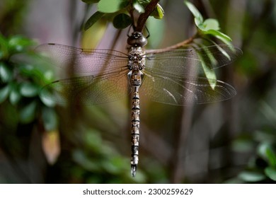 still dragonfly attached to a branch