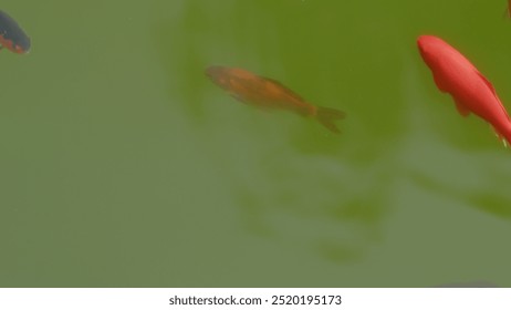 Still. Fish Swimming On Surface Of Water In Pond. Fish Movement On Water Surface. Golden Red Orange And Black Of Body Fish. - Powered by Shutterstock