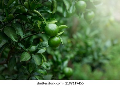 Still green mandarin orange tree and fruit in summer. Tangerine orchard in summer. - Shutterstock ID 2199119455