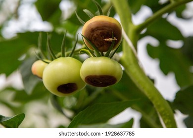 Still green, unripe, young tomato fruits affected by blossom end rot. This physiological disorder in tomato, caused by calcium deficiency, looks like watering and rotting spot forming under the fruit.