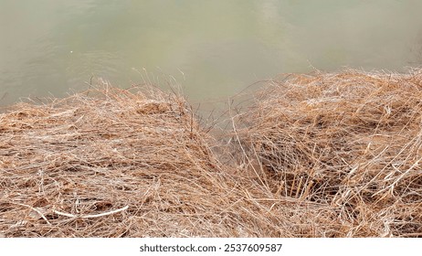 A still image capturing dry grasses along a serene riverbank, reflecting the natural beauty of wetlands. A peaceful scene ideal for environmental themes. - Powered by Shutterstock