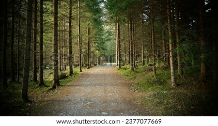 Still image of a tourist road in a pine forest. Pleasant relaxation for trips, Nordic walking, walking in the fresh air, away from the noise of the city, in silence and tranquility.