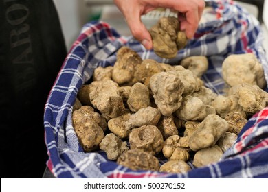 Still life of Alba's white truffle on the traditional canvas