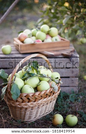 Similar – Image, Stock Photo Fresh apples in the orchard