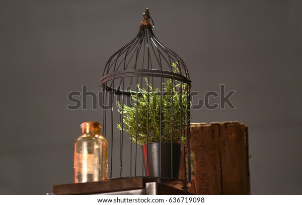 Still Life Bird Cage Small Green Stock Image Download Now