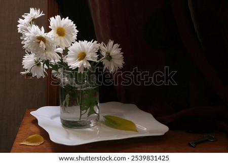 Similar – daisy metamorphosis Nature