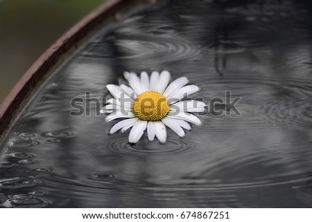 Similar – Image, Stock Photo waiting for spring Flower