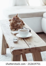 Still life details, cup of coffee on rustic bench and a cat lying down on it in white cottage room