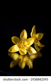 Still life. Flowers on a black background. Yellow crocus 