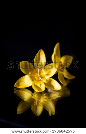 Still life. Flowers on a black background. Yellow crocus 