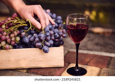 Still life. Glass of red dry homemade wine against the background of the winegrower's hand on the harvest of organic grapes in a wooden box. Viniculture, viticulture. Agricultural hobby and business - Shutterstock ID 2189245821