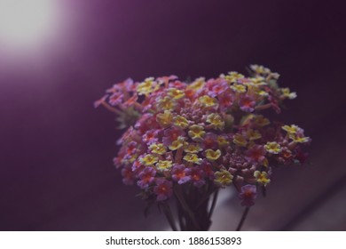 Still Life Image Of Beautiful Small Flowers Bouquet Named 