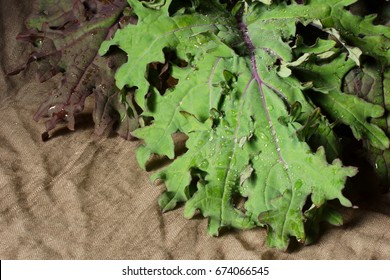 Still Life With Leaves Red Russian Kale. 