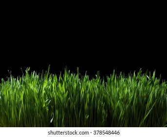 Still Life Of Lush Green Grass At Night