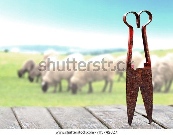 Still life with old rusty scissors for shearing\
sheep on a wooden table. Flock of sheep grazing on a green meadow\
in the background, blurred. Shears with a red handle used to cut\
the wool off sheep