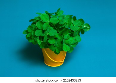 Still life on a blue background a bouquet of clovers in a yellow bucket close up with copy space