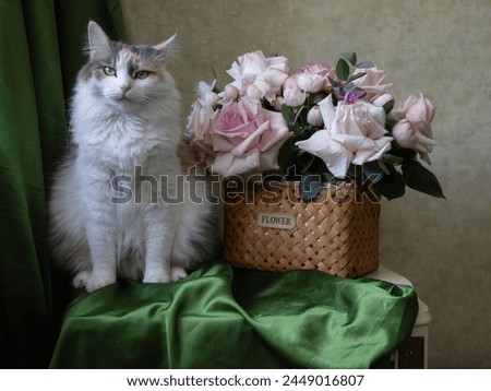 Still life with pink roses and pretty kitty