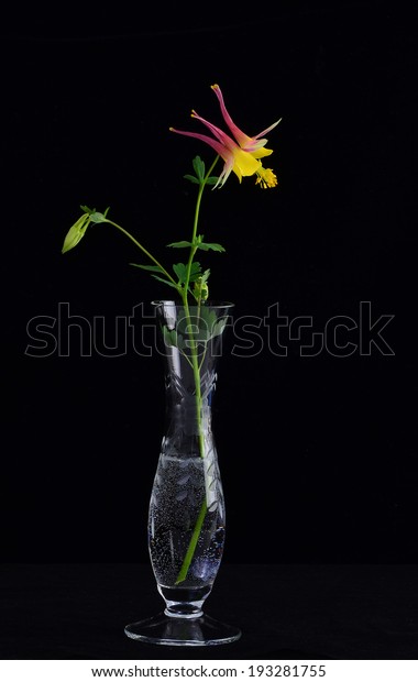 Still Life Pink Yellow Columbine Flower Stock Photo Edit Now