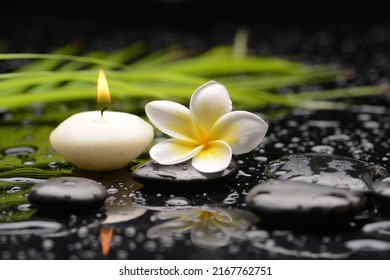 Still life of with Plumeria, frangipani
and green palm with zen black stones on wet background

