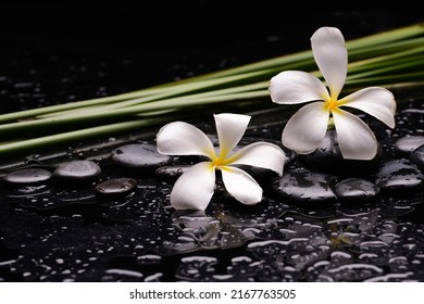 
Still life of with Plumeria, frangipani with green stem  with zen black stones on wet background
