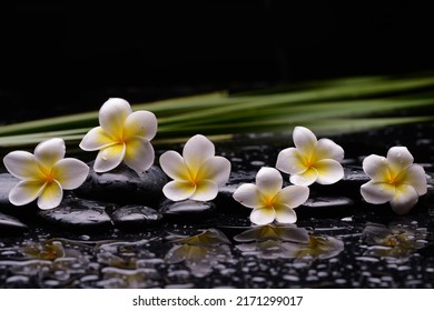 Still life of with Plumeria, frangipani with green stem  with zen black stones on wet background