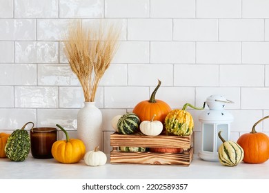 Still Life Pumpkins For Thanksgiving, Autumn Fall Home Decor And Vase Of Dry Wheat On Table In Nordic Kitchen Interior.