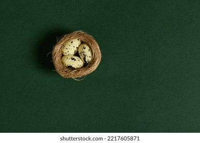 Still Life. Quail Eggs In Nest Of Straw, Isolated Over Green Background. Copy Advertising Space For Promotional Text. Wild Nature. Animals. Nature, Countryside, Birds, Spring, New Life Concept