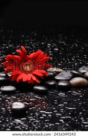Still life of with 
red flower and zen black stones on wet background
