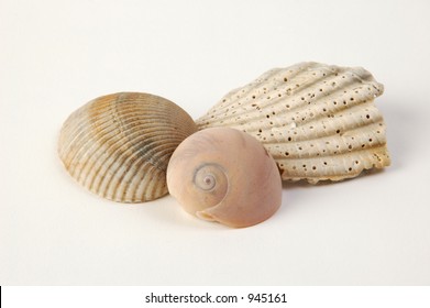 Still life of seashells on white background