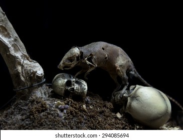 Still Life Skull and Danger Rat zombie ,pestilence , Dead on Black background