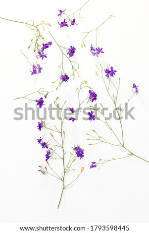 Similar – Wild flower pattern on white background