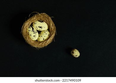 Still Life. Studio Shoot. Quail Eggs In Nest Of Straw, Isolated Over Black Background. Copy Ad Space. Wild Nature. Animals. Nature, Countryside, Birds, Spring, New Life Concept. Flat Lay