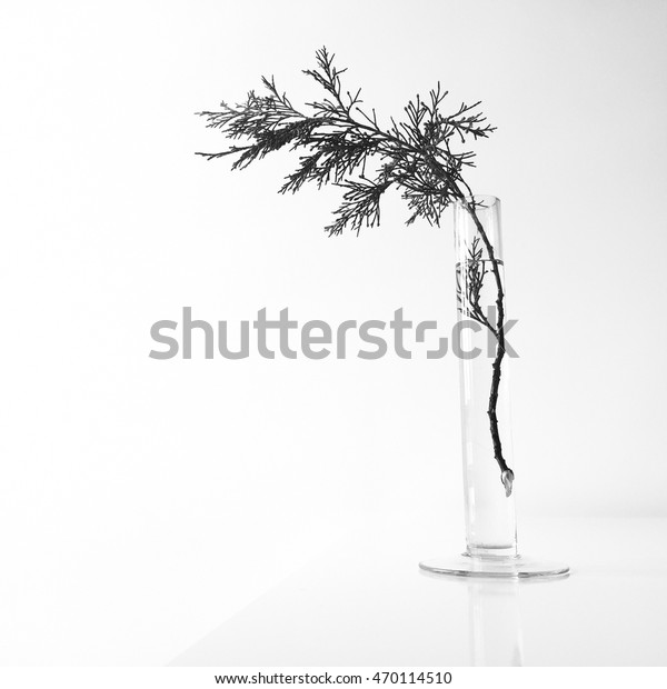 Still Life Thin Branch Thin Tall Stock Photo Edit Now 470114510