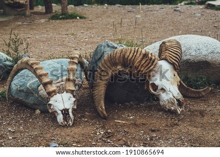 Still life with two cow skulls with big horns close up. Background with cows skulls in vintage style. Close-up of animals skeletons in desert. Collection of animal bones. Decoration with two skulls.