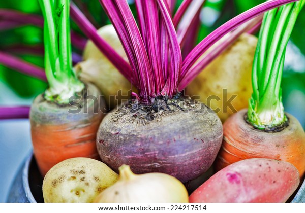 Still life of of vegetable\
Root crop